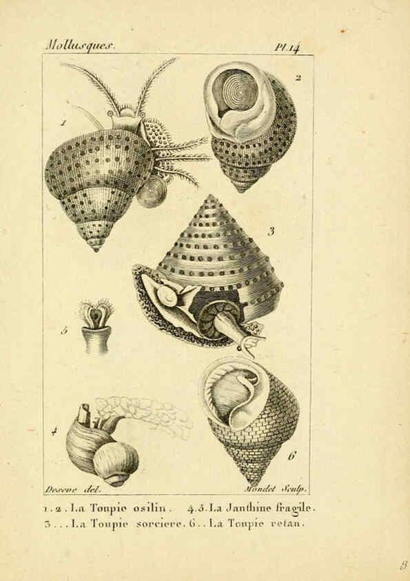 Reproducción/Reproduction 6436508625: Atlas des mollusques Paris :Roret, libraire, Rue Hautefeuille, au coin de celle du battoir,[182-?] 