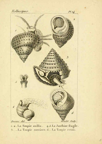 Reproducción/Reproduction 6436508625: Atlas des mollusques Paris :Roret, libraire, Rue Hautefeuille, au coin de celle du battoir,[182-?] 