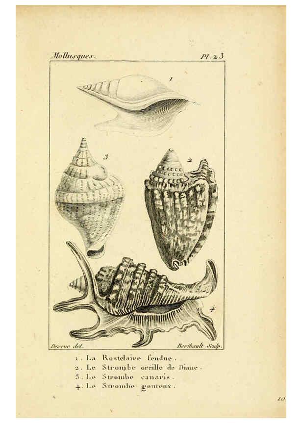 Reproducción/Reproduction 6436516785: Atlas des mollusques Paris :Roret, libraire, Rue Hautefeuille, au coin de celle du battoir,[182-?] 