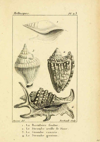 Reproducción/Reproduction 6436516785: Atlas des mollusques Paris :Roret, libraire, Rue Hautefeuille, au coin de celle du battoir,[182-?] 