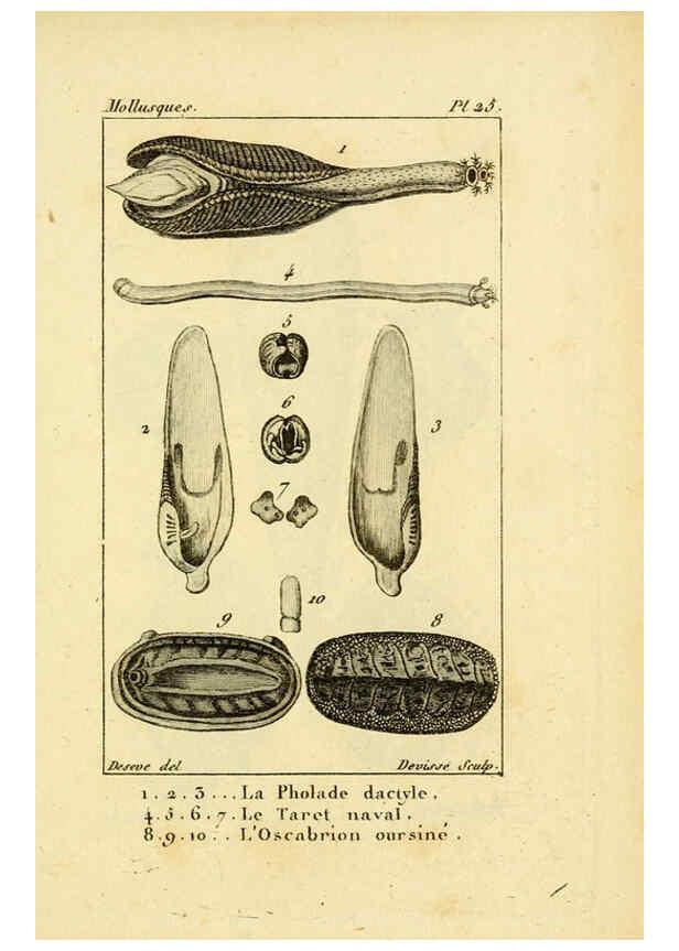 Reproducción/Reproduction 6436517751: Atlas des mollusques Paris :Roret, libraire, Rue Hautefeuille, au coin de celle du battoir,[182-?] 