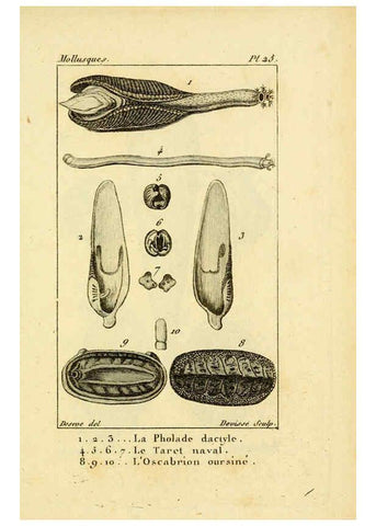 Reproducción/Reproduction 6436517751: Atlas des mollusques Paris :Roret, libraire, Rue Hautefeuille, au coin de celle du battoir,[182-?] 