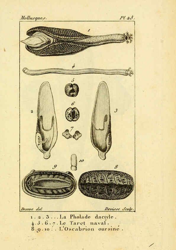 Reproducción/Reproduction 6436517751: Atlas des mollusques Paris :Roret, libraire, Rue Hautefeuille, au coin de celle du battoir,[182-?] 
