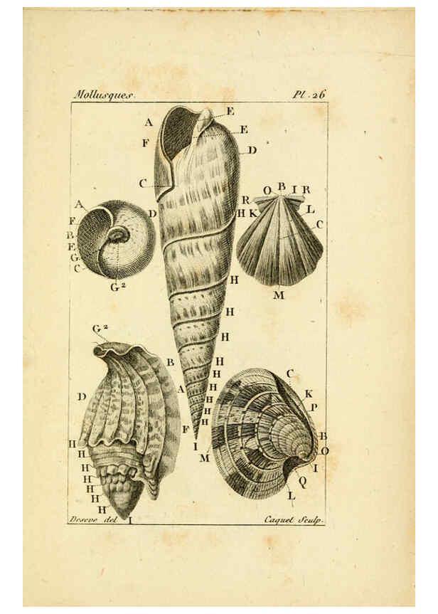 Reproducción/Reproduction 6436518119: Atlas des mollusques Paris :Roret, libraire, Rue Hautefeuille, au coin de celle du battoir,[182-?] 