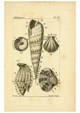 Reproducción/Reproduction 6436518119: Atlas des mollusques Paris :Roret, libraire, Rue Hautefeuille, au coin de celle du battoir,[182-?] 