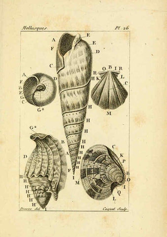 Reproducción/Reproduction 6436518119: Atlas des mollusques Paris :Roret, libraire, Rue Hautefeuille, au coin de celle du battoir,[182-?] 