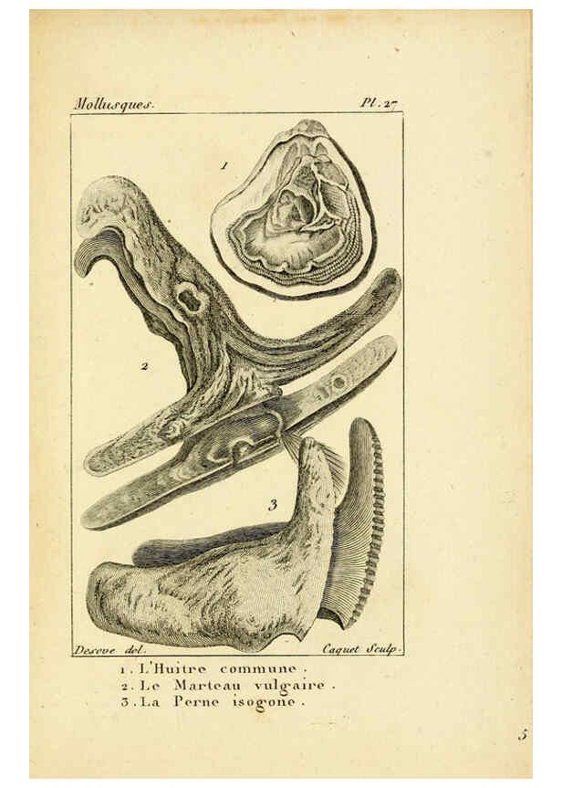 Reproducción/Reproduction 6436518477: Atlas des mollusques Paris :Roret, libraire, Rue Hautefeuille, au coin de celle du battoir,[182-?] 