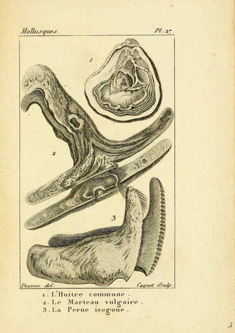 Reproducción/Reproduction 6436518477: Atlas des mollusques Paris :Roret, libraire, Rue Hautefeuille, au coin de celle du battoir,[182-?] 