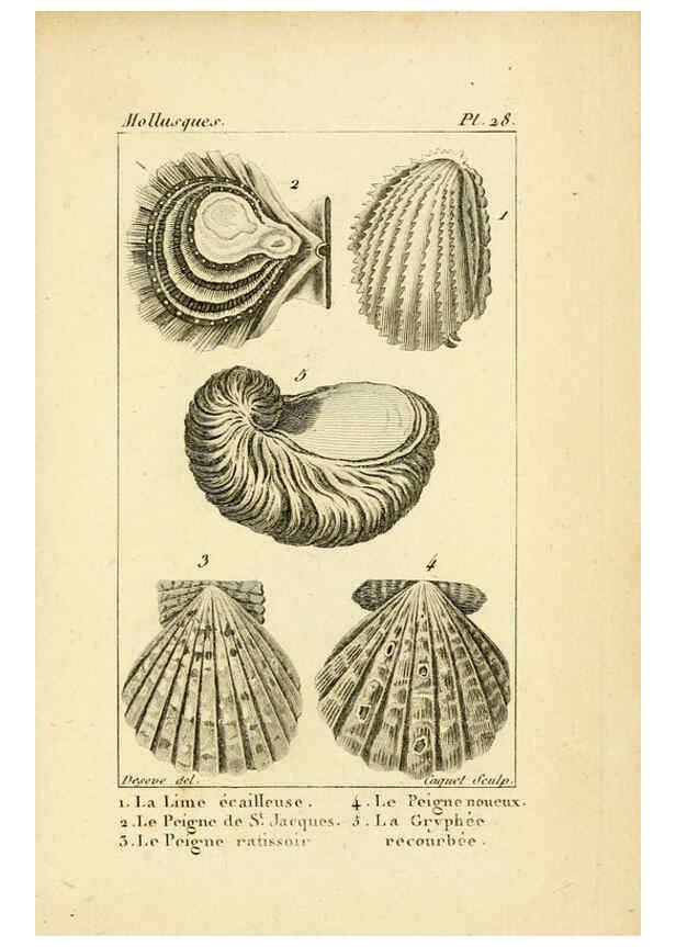 Reproducción/Reproduction 6436518815: Atlas des mollusques Paris :Roret, libraire, Rue Hautefeuille, au coin de celle du battoir,[182-?] 