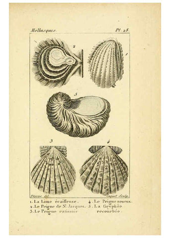 Reproducción/Reproduction 6436518815: Atlas des mollusques Paris :Roret, libraire, Rue Hautefeuille, au coin de celle du battoir,[182-?] 