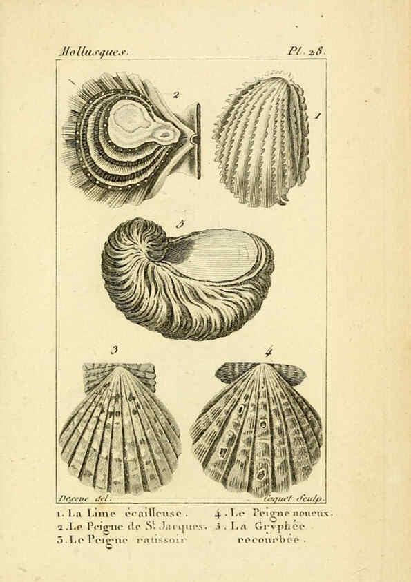 Reproducción/Reproduction 6436518815: Atlas des mollusques Paris :Roret, libraire, Rue Hautefeuille, au coin de celle du battoir,[182-?] 