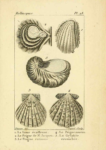 Reproducción/Reproduction 6436518815: Atlas des mollusques Paris :Roret, libraire, Rue Hautefeuille, au coin de celle du battoir,[182-?] 