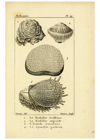 Reproducción/Reproduction 6436519279: Atlas des mollusques Paris :Roret, libraire, Rue Hautefeuille, au coin de celle du battoir,[182-?] 