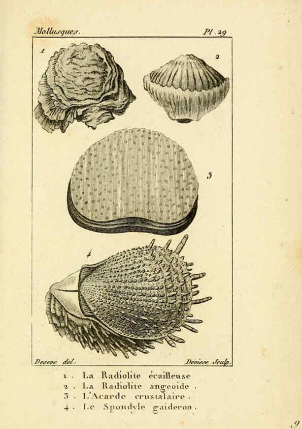 Reproducción/Reproduction 6436519279: Atlas des mollusques Paris :Roret, libraire, Rue Hautefeuille, au coin de celle du battoir,[182-?] 
