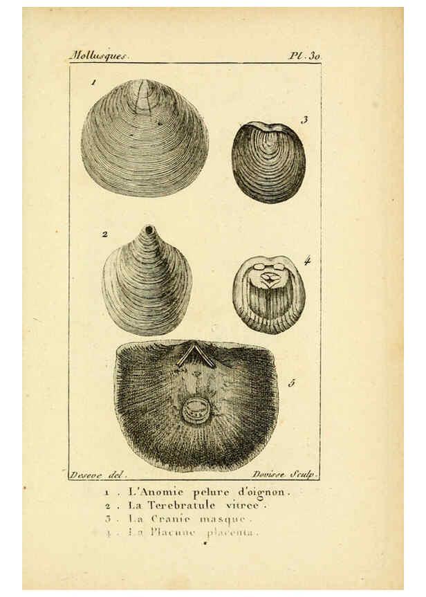 Reproducción/Reproduction 6436519771: Atlas des mollusques Paris :Roret, libraire, Rue Hautefeuille, au coin de celle du battoir,[182-?] 