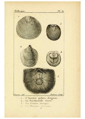Reproducción/Reproduction 6436519771: Atlas des mollusques Paris :Roret, libraire, Rue Hautefeuille, au coin de celle du battoir,[182-?] 