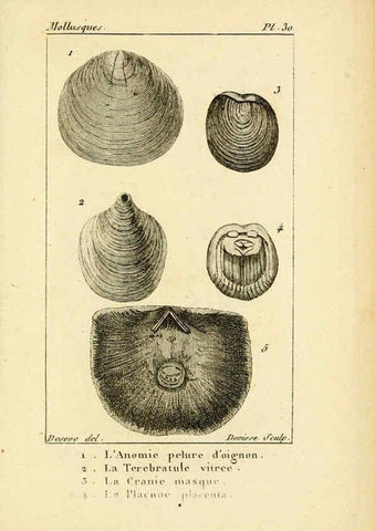 Reproducción/Reproduction 6436519771: Atlas des mollusques Paris :Roret, libraire, Rue Hautefeuille, au coin de celle du battoir,[182-?] 