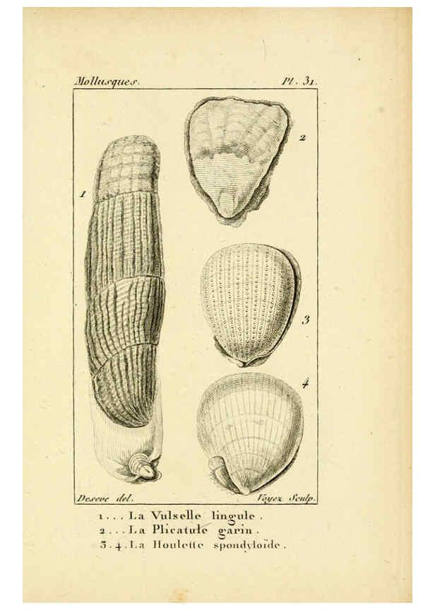 Reproducción/Reproduction 6436520161: Atlas des mollusques Paris :Roret, libraire, Rue Hautefeuille, au coin de celle du battoir,[182-?] 