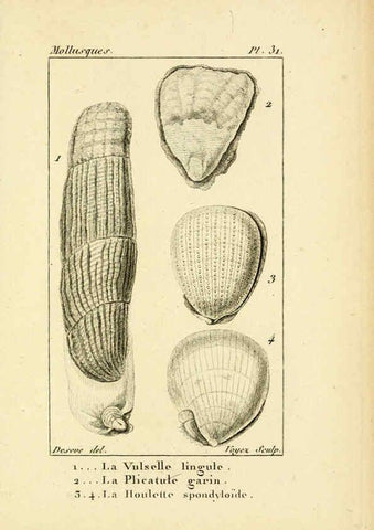 Reproducción/Reproduction 6436520161: Atlas des mollusques Paris :Roret, libraire, Rue Hautefeuille, au coin de celle du battoir,[182-?] 
