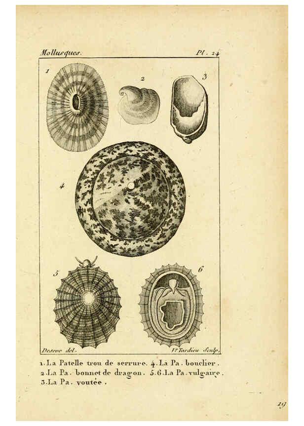 Reproducción/Reproduction 6436517289: Atlas des mollusques Paris :Roret, libraire, Rue Hautefeuille, au coin de celle du battoir,[182-?] 