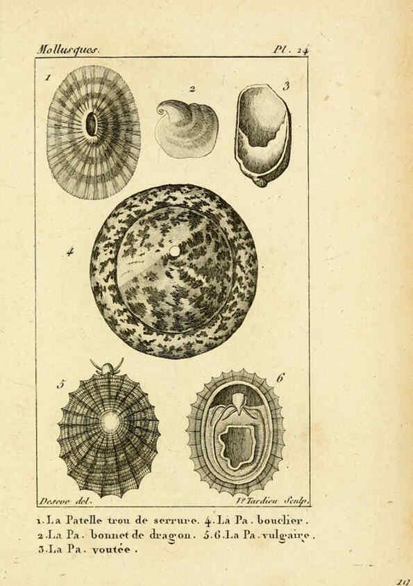 Reproducción/Reproduction 6436517289: Atlas des mollusques Paris :Roret, libraire, Rue Hautefeuille, au coin de celle du battoir,[182-?] 