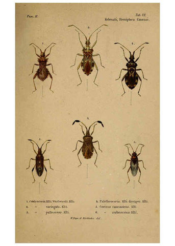 Reproducción/Reproduction 6436382017: Meletemata entomologica. 1-5. Petropoli :Imperialis Academiae Scientiarum,1845-1846