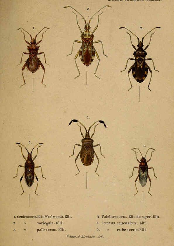 Reproducción/Reproduction 6436382017: Meletemata entomologica. 1-5. Petropoli :Imperialis Academiae Scientiarum,1845-1846