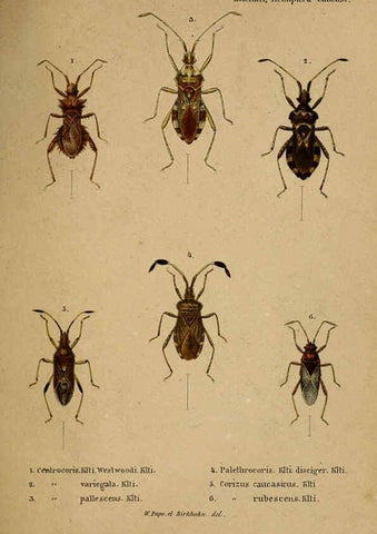 Reproducción/Reproduction 6436382017: Meletemata entomologica. 1-5. Petropoli :Imperialis Academiae Scientiarum,1845-1846