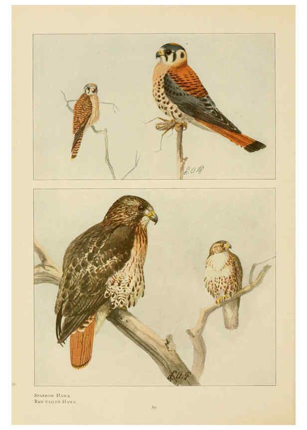 Reproducción/Reproduction 6441660825: The book of birds, common birds of town and country and American game birds Washington, D. C. :National Geographic Society,1918