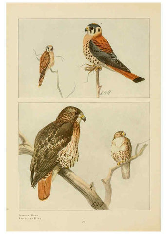 Reproducción/Reproduction 6441660825: The book of birds, common birds of town and country and American game birds Washington, D. C. :National Geographic Society,1918