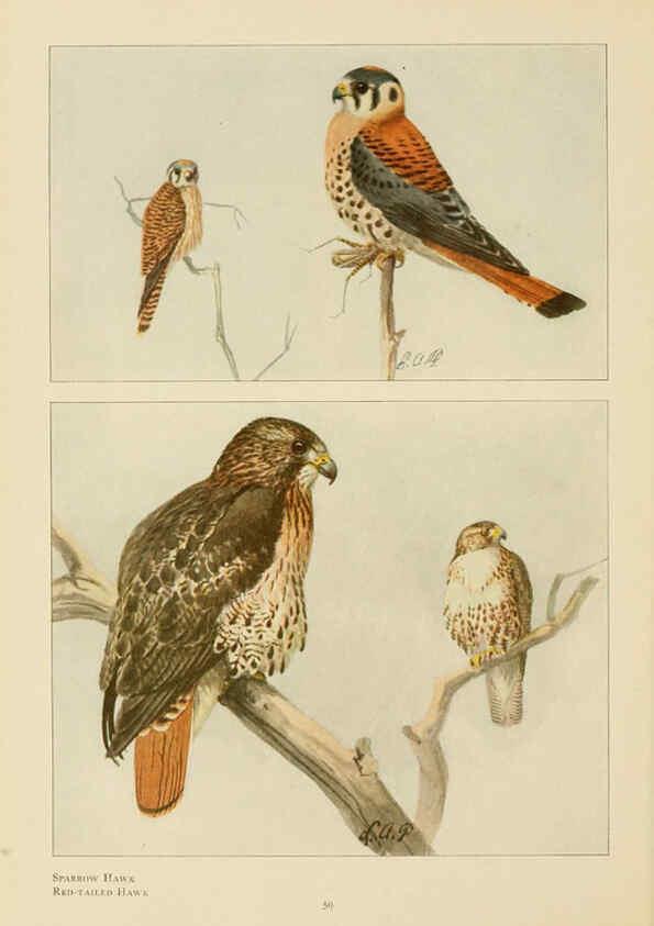 Reproducción/Reproduction 6441660825: The book of birds, common birds of town and country and American game birds Washington, D. C. :National Geographic Society,1918