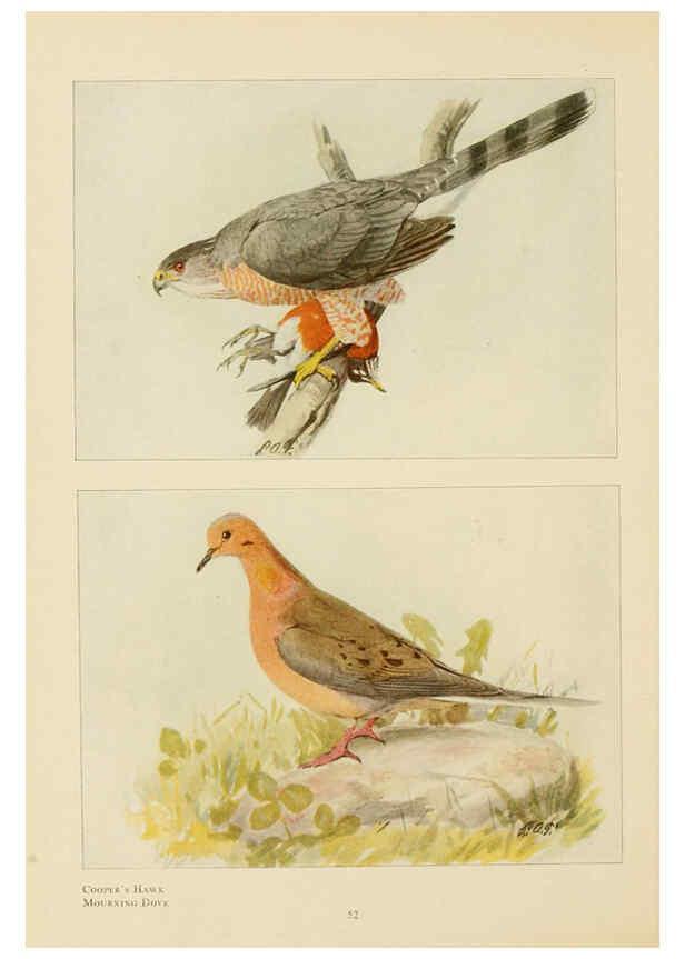 Reproducción/Reproduction 6441661111: The book of birds, common birds of town and country and American game birds Washington, D. C. :National Geographic Society,1918