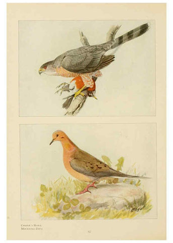 Reproducción/Reproduction 6441661111: The book of birds, common birds of town and country and American game birds Washington, D. C. :National Geographic Society,1918