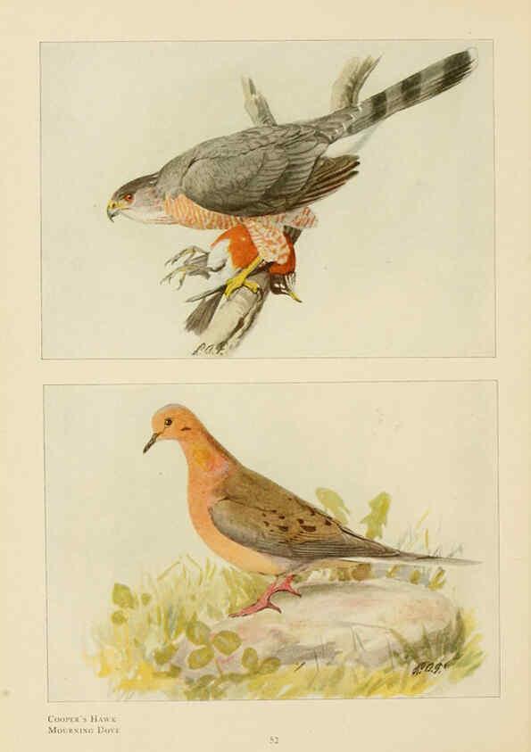 Reproducción/Reproduction 6441661111: The book of birds, common birds of town and country and American game birds Washington, D. C. :National Geographic Society,1918