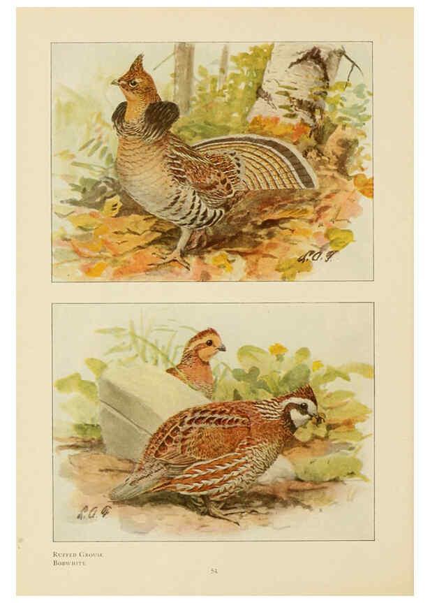 Reproducción/Reproduction 6441661349: The book of birds, common birds of town and country and American game birds Washington, D. C. :National Geographic Society,1918