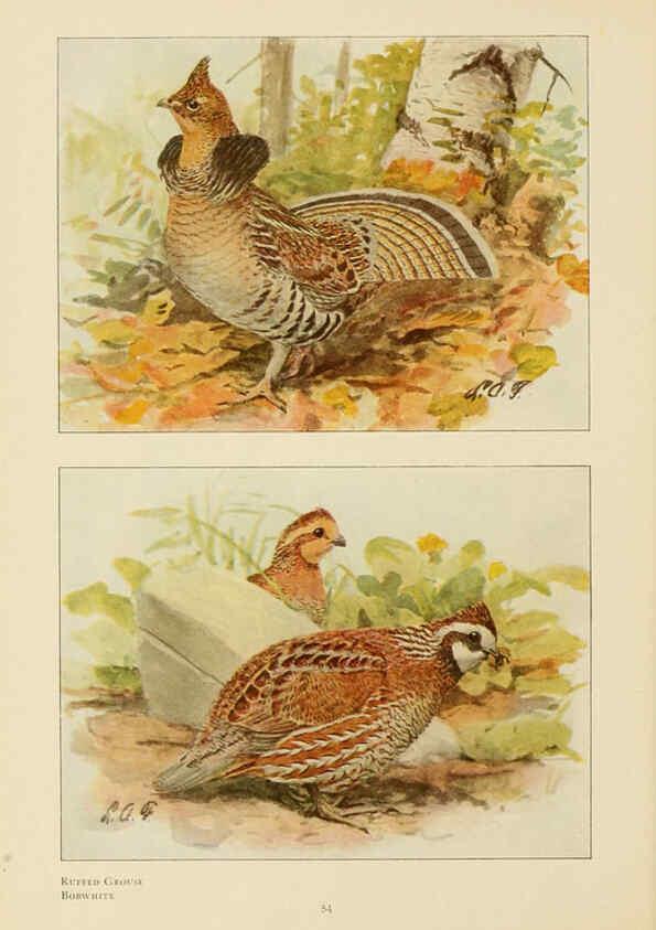 Reproducción/Reproduction 6441661349: The book of birds, common birds of town and country and American game birds Washington, D. C. :National Geographic Society,1918