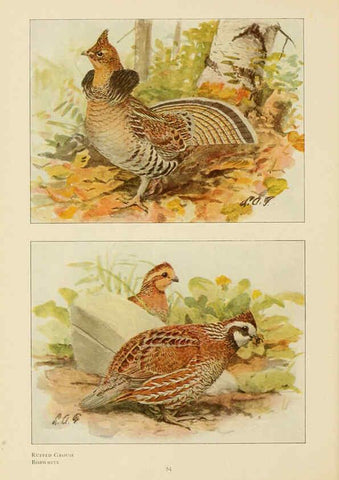 Reproducción/Reproduction 6441661349: The book of birds, common birds of town and country and American game birds Washington, D. C. :National Geographic Society,1918