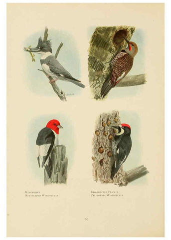 Reproducción/Reproduction 6441661649: The book of birds, common birds of town and country and American game birds Washington, D. C. :National Geographic Society,1918