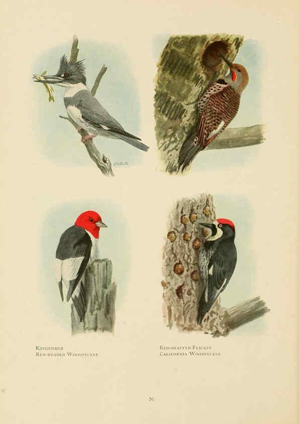 Reproducción/Reproduction 6441661649: The book of birds, common birds of town and country and American game birds Washington, D. C. :National Geographic Society,1918