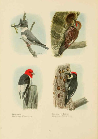 Reproducción/Reproduction 6441661649: The book of birds, common birds of town and country and American game birds Washington, D. C. :National Geographic Society,1918