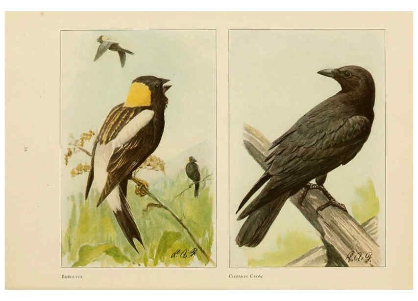 Reproducción/Reproduction 6441661923: The book of birds, common birds of town and country and American game birds Washington, D. C. :National Geographic Society,1918