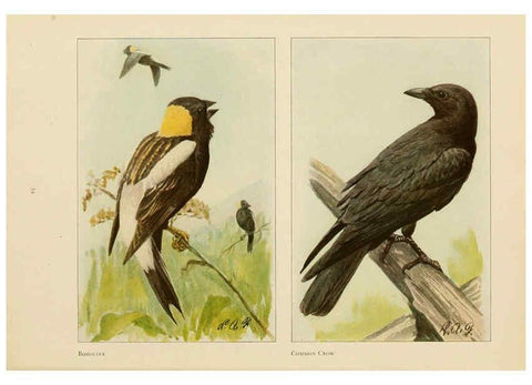 Reproducción/Reproduction 6441661923: The book of birds, common birds of town and country and American game birds Washington, D. C. :National Geographic Society,1918