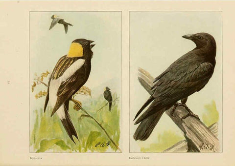 Reproducción/Reproduction 6441661923: The book of birds, common birds of town and country and American game birds Washington, D. C. :National Geographic Society,1918