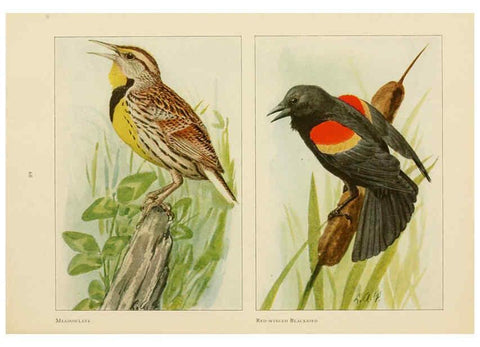Reproducción/Reproduction 6441662225: The book of birds, common birds of town and country and American game birds Washington, D. C. :National Geographic Society,1918
