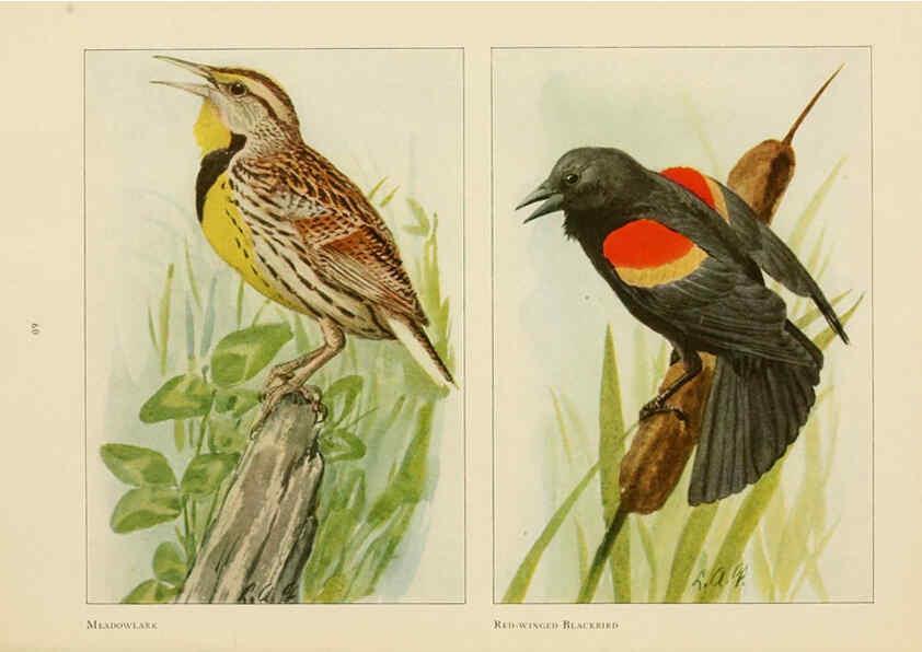 Reproducción/Reproduction 6441662225: The book of birds, common birds of town and country and American game birds Washington, D. C. :National Geographic Society,1918
