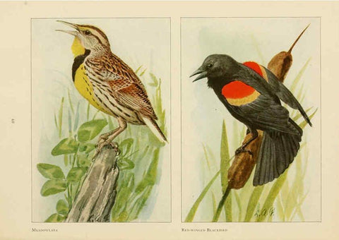 Reproducción/Reproduction 6441662225: The book of birds, common birds of town and country and American game birds Washington, D. C. :National Geographic Society,1918