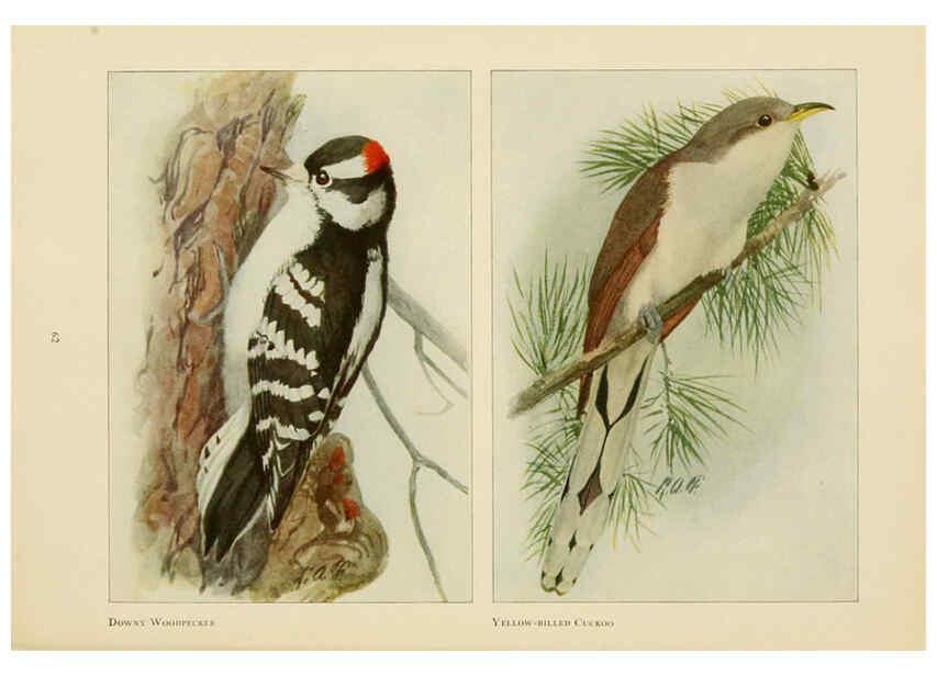 Reproducción/Reproduction 6441662533: The book of birds, common birds of town and country and American game birds Washington, D. C. :National Geographic Society,1918