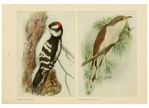 Reproducción/Reproduction 6441662533: The book of birds, common birds of town and country and American game birds Washington, D. C. :National Geographic Society,1918
