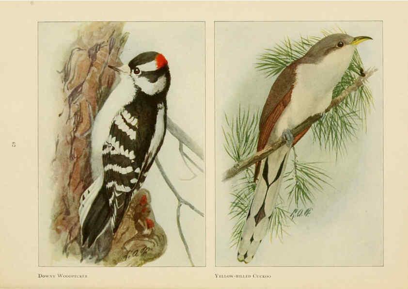 Reproducción/Reproduction 6441662533: The book of birds, common birds of town and country and American game birds Washington, D. C. :National Geographic Society,1918