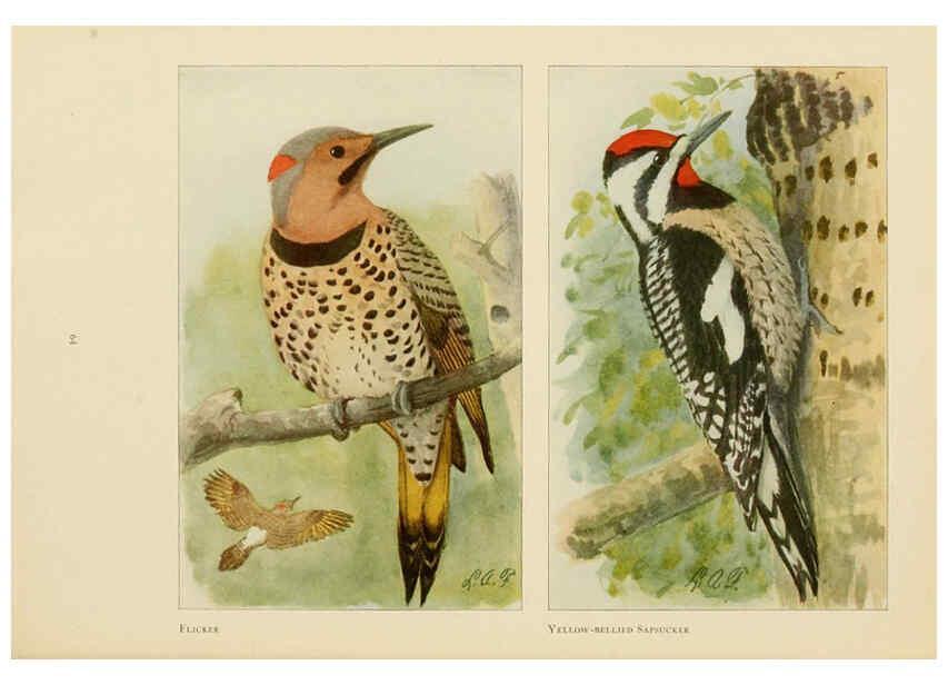 Reproducción/Reproduction 6441662837: The book of birds, common birds of town and country and American game birds Washington, D. C. :National Geographic Society,1918